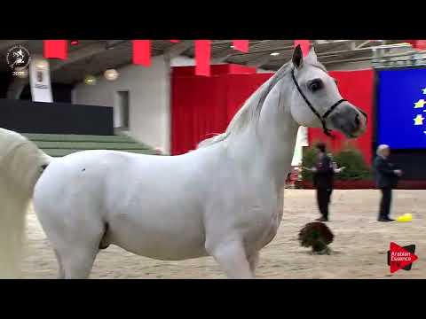 Ecaho European Show 2018 - Class 18