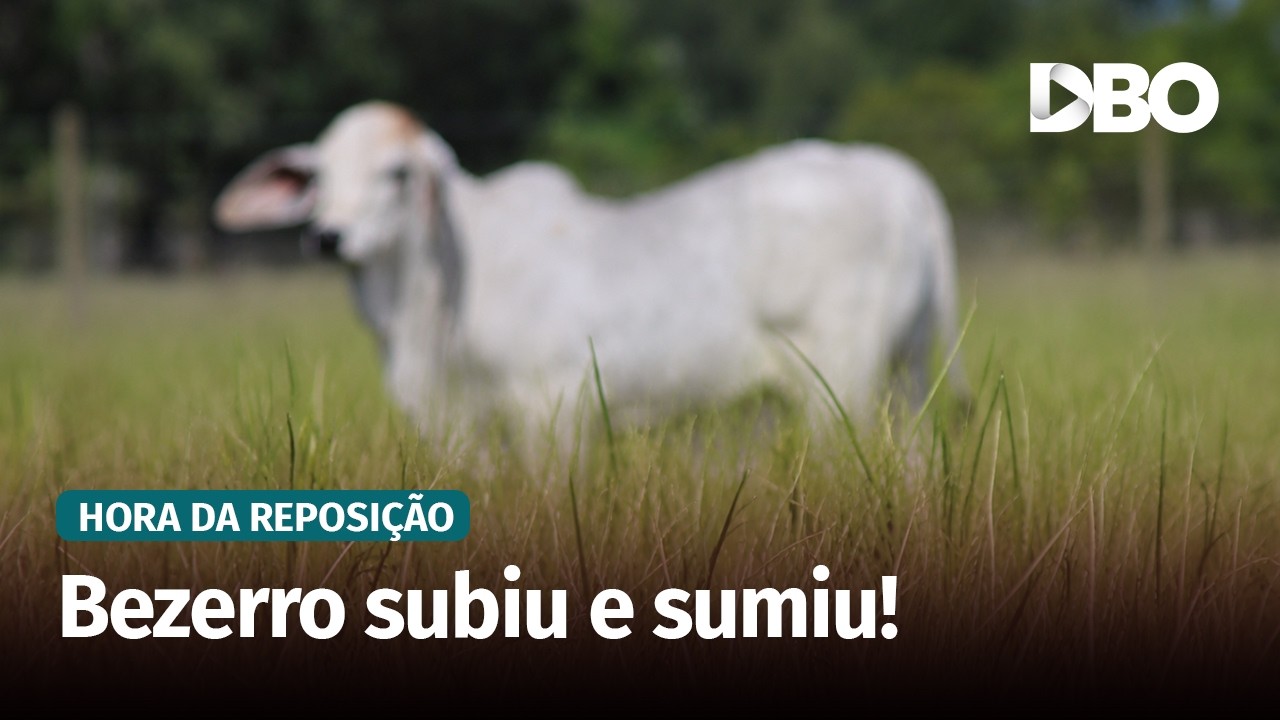 Pecuaristas disputam bezerros e garrotes no Tocantins