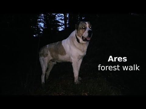 Alabai dog Ares (central asian shepherd, ciobanesc de asia centrala) walking in the forest.