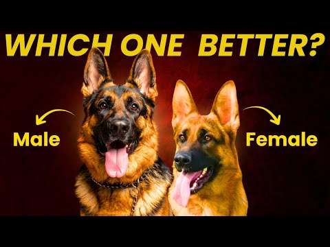 I Compared Male vs Female German Shepherd—Here’s Which One Suits YOU