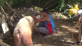 A Harness For The Restless Sow