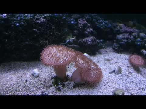 Akwarium morskie po 1 roku