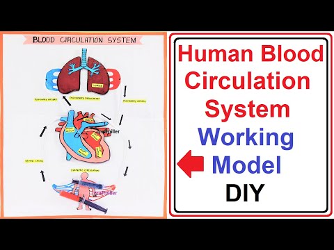 stomata model stomatal opening and closing science project howtofunda diy