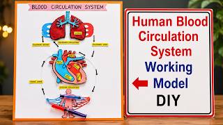 Human BLOOD CIRCULATION SYSTEM WORKING MODEL - science project for exhibition