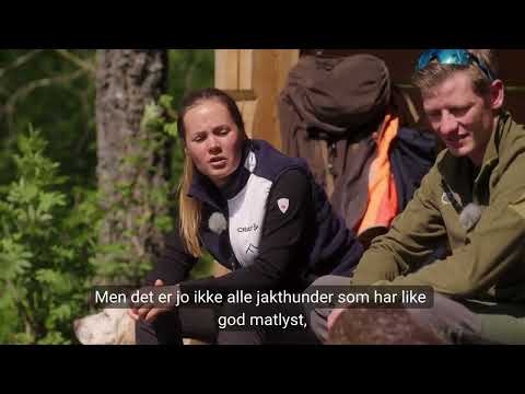 Tips til hva du bør tenke på før, under og etter jaktdagen med jakthunden din