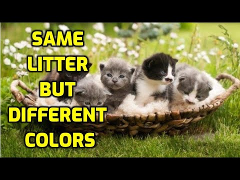 Why Do Cats From The Same Litter Look Different?