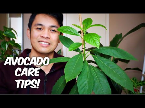 AVOCADO CARE TIPS | Indoor Growing | All you need to know!
