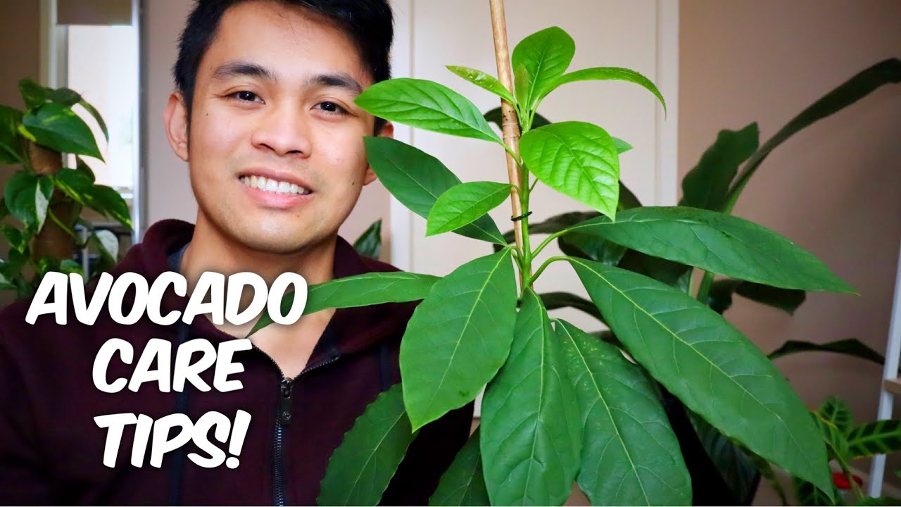 AVOCADO CARE TIPS | Indoor Growing | All you need to know!