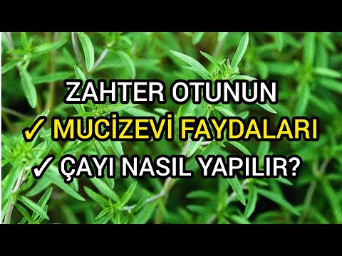 Zahter Bitkisinin Faydaları Nelerdir? | Zahter Çayı Nasıl Yapılır? Zahter Nedir?