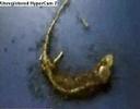 Time lapse: Ants eating a Lizard