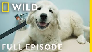 A Diamond in the Ruff (Full Episode) | Critter Fixers