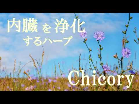 キコリウム・インティバスの花