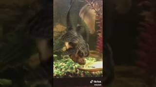 Snapping turtle did you drink my Mountain Dew Tik Tok @dukat5