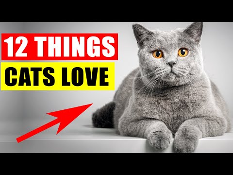 YouTube video about: Why do cats like crinkly things?