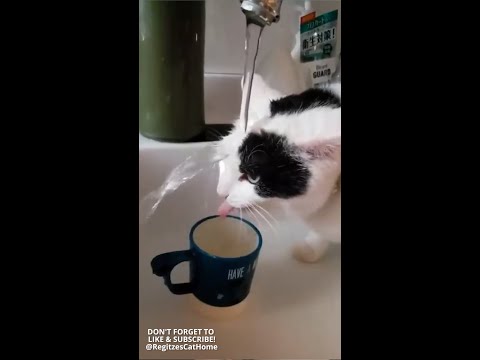 Does Your Cat Drink Tap Water?