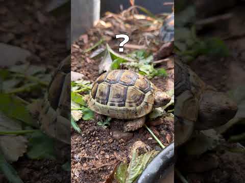 カメの餌代節約のために小松菜畑をはじめました🥬