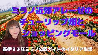 ミラノ近郊アレーゼのチューリップ畑とショッピングモール