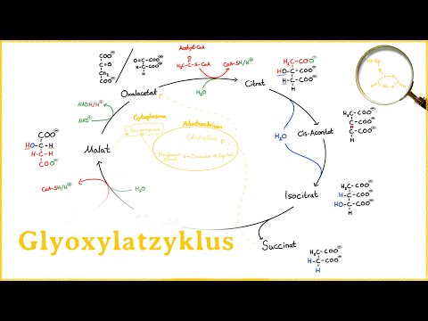 Der Glyoxylatzyklus /Krebs - Kornberg - Beevers - Zyklus