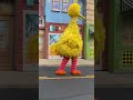 Sesame Street Big Bird Performs Usa Sesamestreet Viral Ytshorts