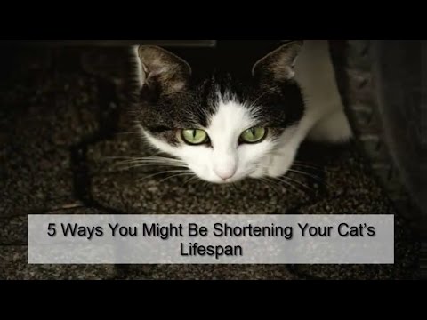 5 Ways You Might Be Shortening Your Cat’s Lifespan