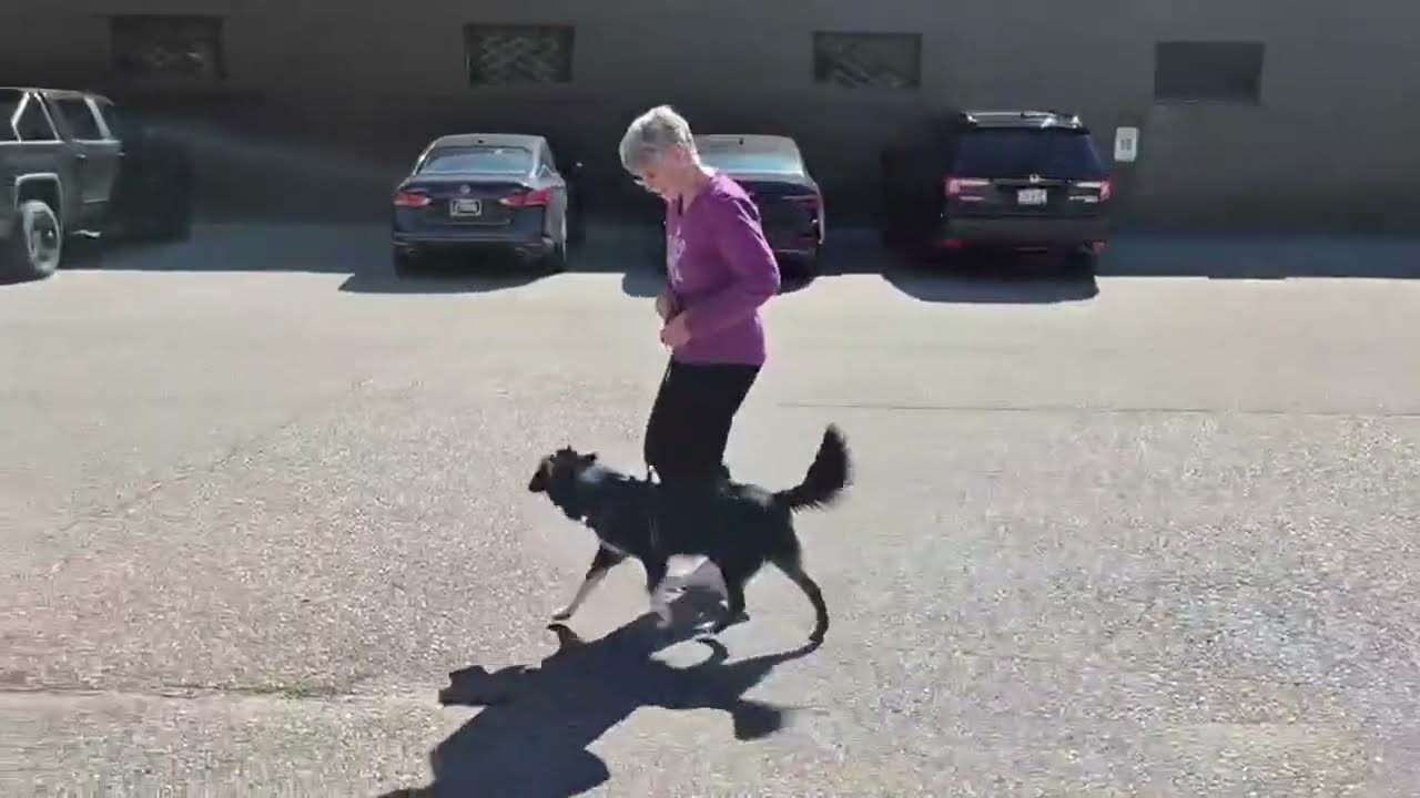 Enlarge Buddy, a Adoptable mixed breed in Minneapolis, MN video 6/6