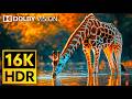 16K VIDEO ULTRA HD Dolby Vision HDR 120fps Cutest Animals Of The World Wildlife BGM