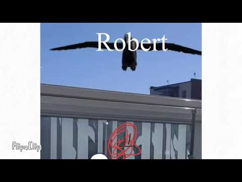 Rabbert vs Robert #shorts