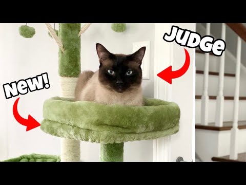 Why You Should Get a Cat Tree | Kindacoool Cat Tree Assembly & Review
