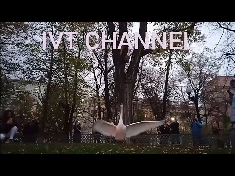 Белые Лебеди хотят улететь Патриаршие пруды