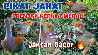 Download lagu 🔥 SUARA PIKAT BURUNG PRENJAK KEPALA MERAH JANTAN PALING AMPUH | BARU 1 MENIT LANGSUNG MUNCUL❗ mp3 Download lagu 🔥 SUARA PIKAT BURUNG PRENJAK KEPALA MERAH JANTAN PALING AMPUH | BARU 1 MENIT LANGSUNG MUNCUL❗ mp3