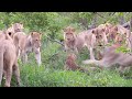 12 LIONS Attack LEOPARD