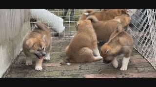 じいちゃんの秋田犬【大家族編】#55　ふれあい