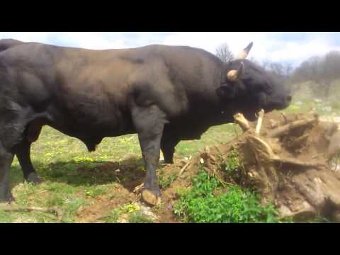 MUSOKI na novim pripremama