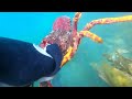 Free Diving Hobarts Derwent River