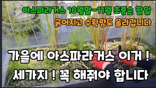 아스파라거스 10월말 11월 초중순 가을에 꼭 해줘야 할일 3가지! #아스파라거스재배 #아스파라거스키우기 #…