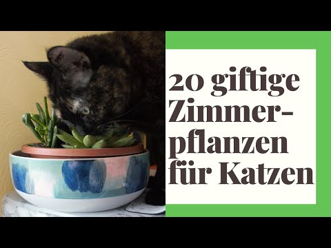 , title : '20 giftige Zimmerpflanzen für Katzen - Vorsicht Katzenbesitzer!'