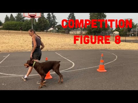 Train Your Dog for Better Scores on Competition Figure 8