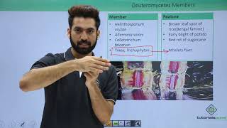 Class 11th – Kingdom Fungi – Deuteromycetes | Biological Classification | Tutorials Point