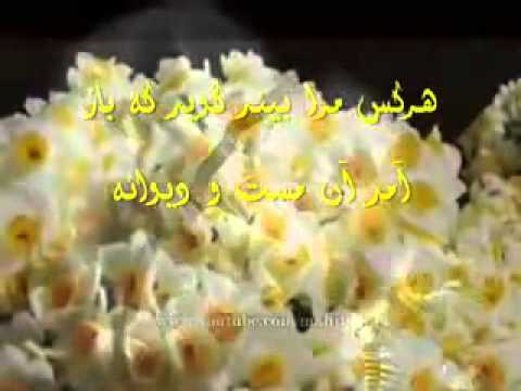 ahmad zahir afghan music, Video Search   Ask Jeeves2
