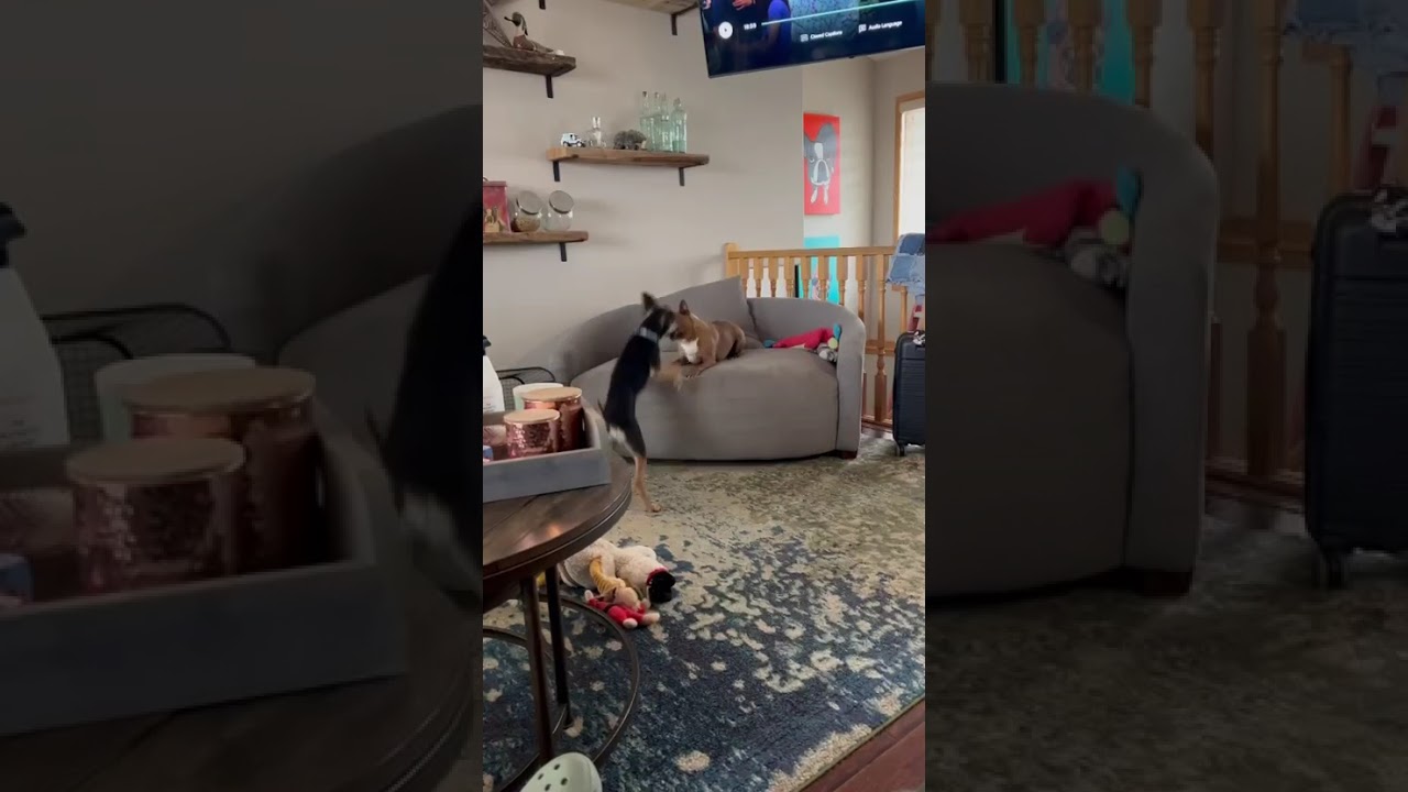 Enlarge Kiwi, a ADOPTABLE mixed breed in Calgary, AB video 6/6