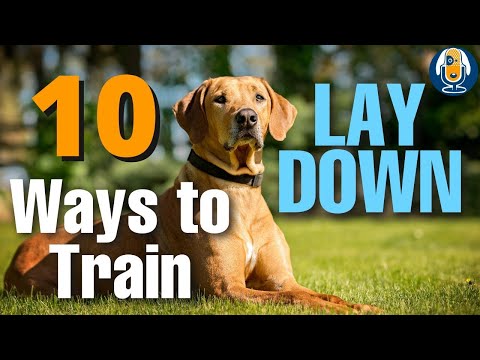 10 Ways To Teach A Dog To Lay Down And How To Shape It Without Luring #145 #podcast
