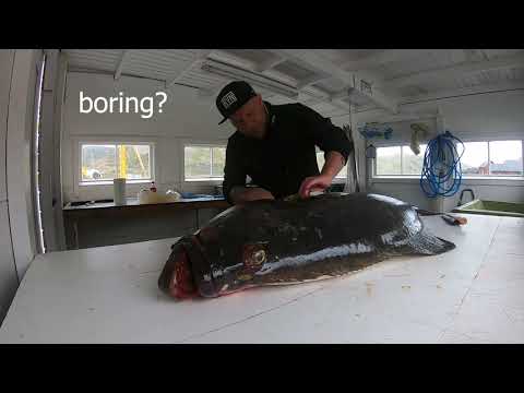 Ruijanpallas fileiksi.