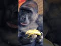 This Is The Best Way To Eat A Banana Gorilla Mukbang Asmr Eating Eating Banana