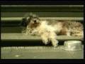 Australian Rspca Commercial