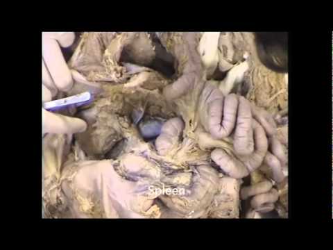 Dissection du Rein et de la Paroi Postérieure de l'Abdomen