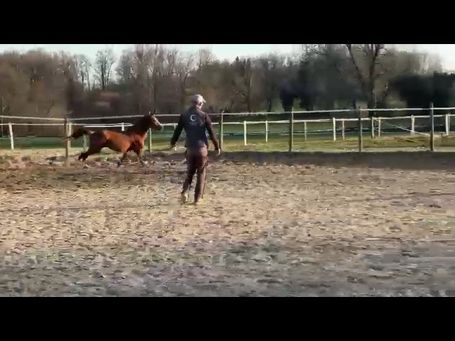 Ponette taille C Welsh part bred