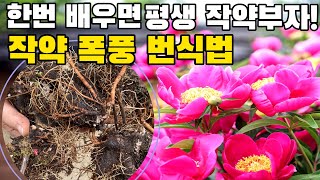 작약 폭풍번식 7단계, 초보도 작약부자 될 수 있다!