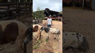 Vamos ter uns filhotinhos de pônei aqui na fazenda !!
