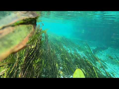 Snorkeling and Boat trip on Clear Water river system near Bonito, Brazil