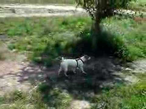 fila in apa la belciugatele